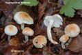 Hygrophorus lindtneri